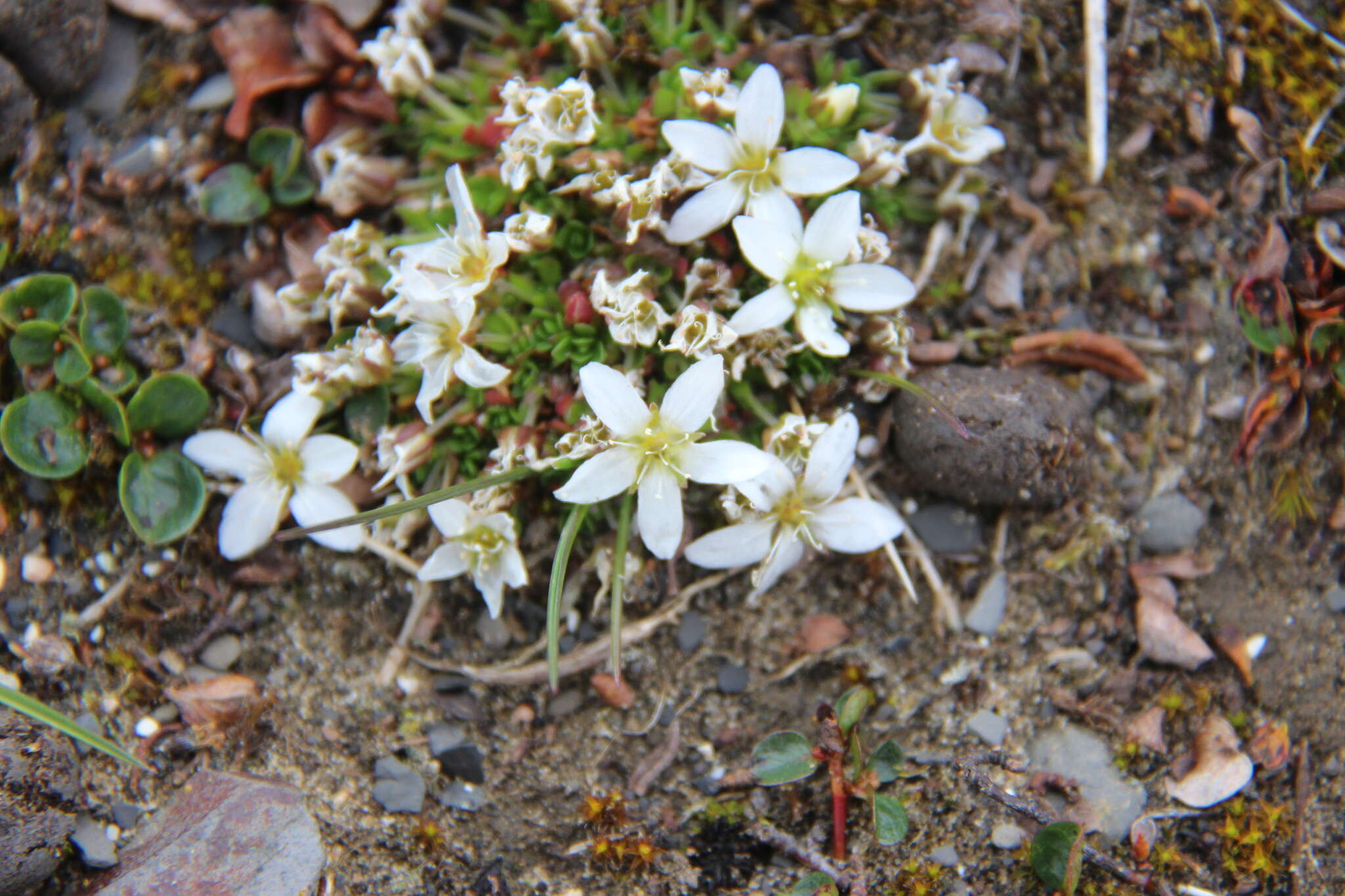 Plancia ëd Arenaria pseudofrigida (Ostenfeld & Dahl) Schischkin & Knorring