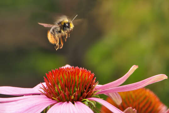 Image of Early bumblebee