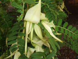 Слика од Clianthus