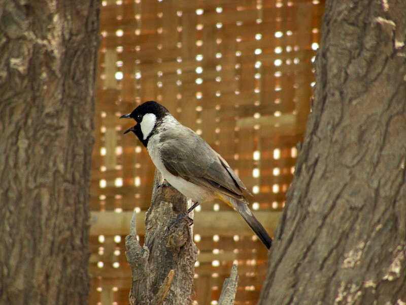 Image of White-eared Bulbul