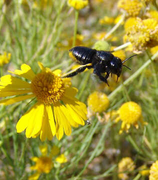 Megachile xylocopoides Smith 1853 resmi