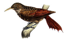 Image of Xiphorhynchus Swainson 1827