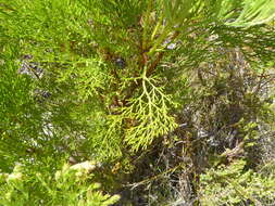 Sivun Serruria elongata (Berg.) R. Br. kuva