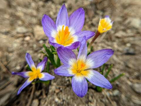 Image of Crocus nivalis Bory & Chaub.