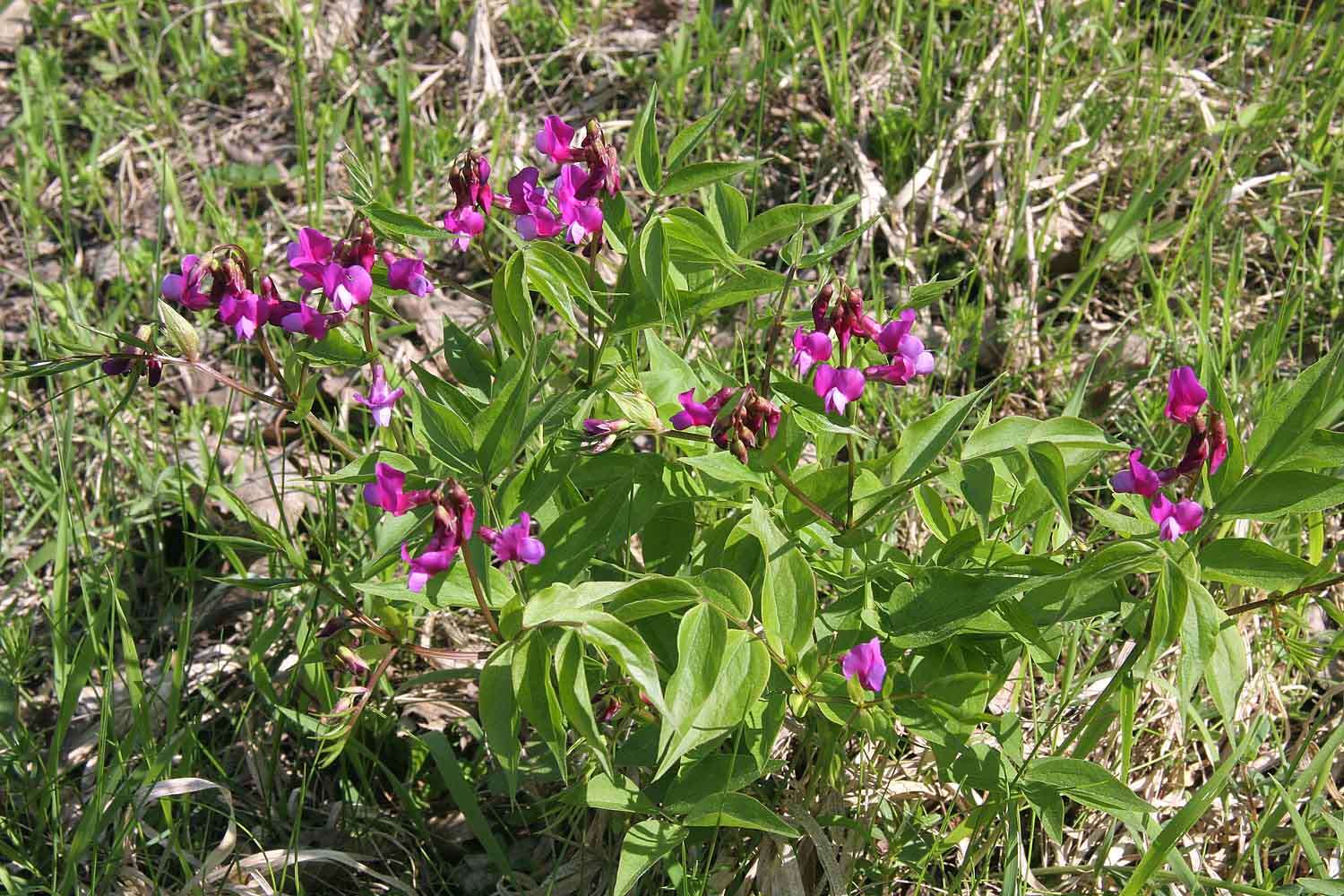 Image of spring pea