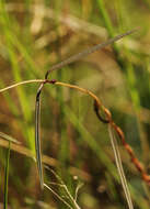 Sivun Ceropegia chimanimaniensis M. G. Gilbert kuva