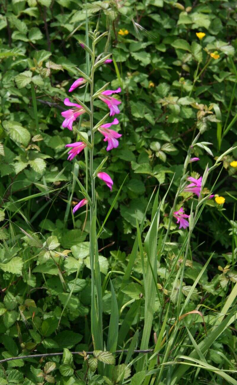 Image of Common Sword Lily