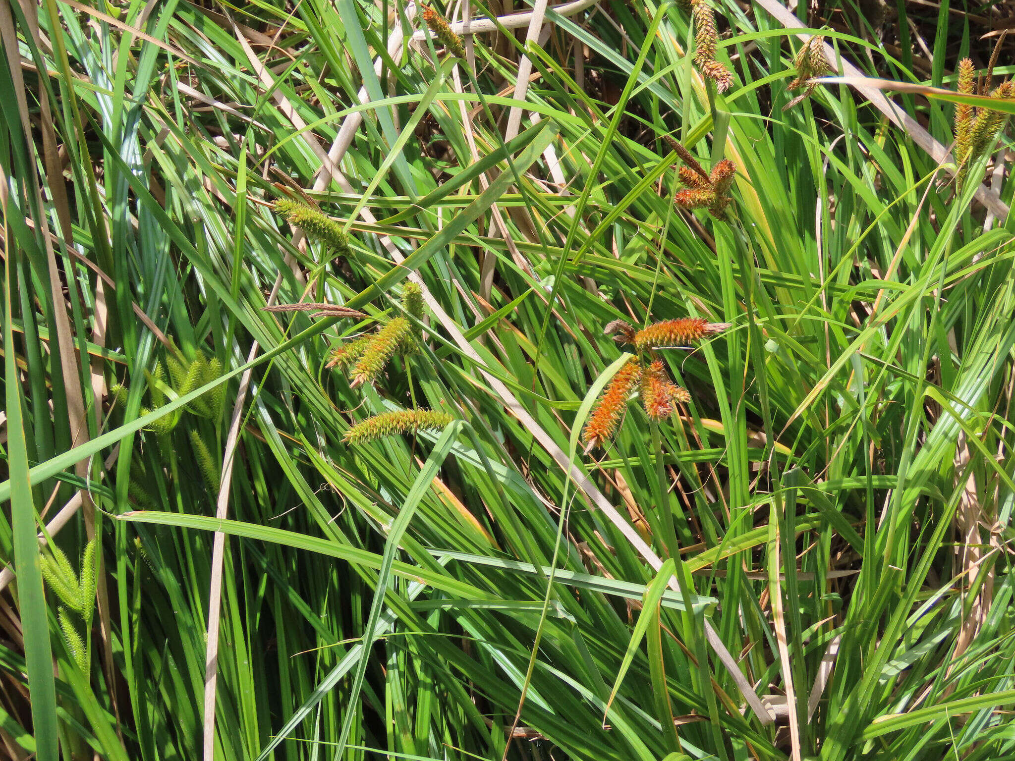 Imagem de Carex clavata Thunb.