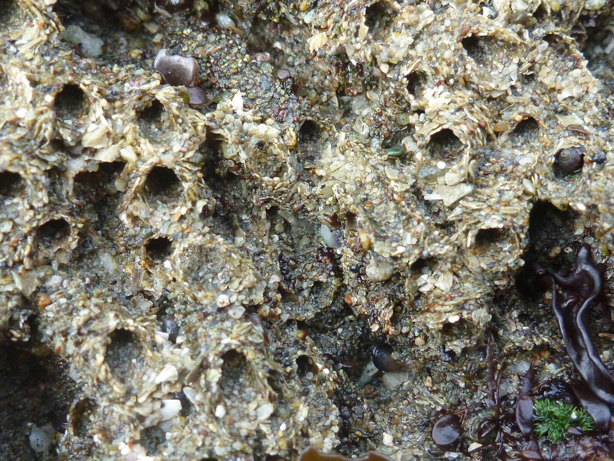 Image of Sandcastle worm