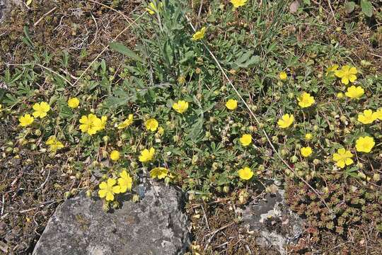 Image of Potentilla incana Gaertn. Mey. & Scherb.