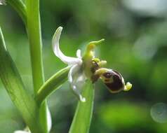 Image de Ophrys scolopax subsp. apiformis (Desf.) Maire & Weiller