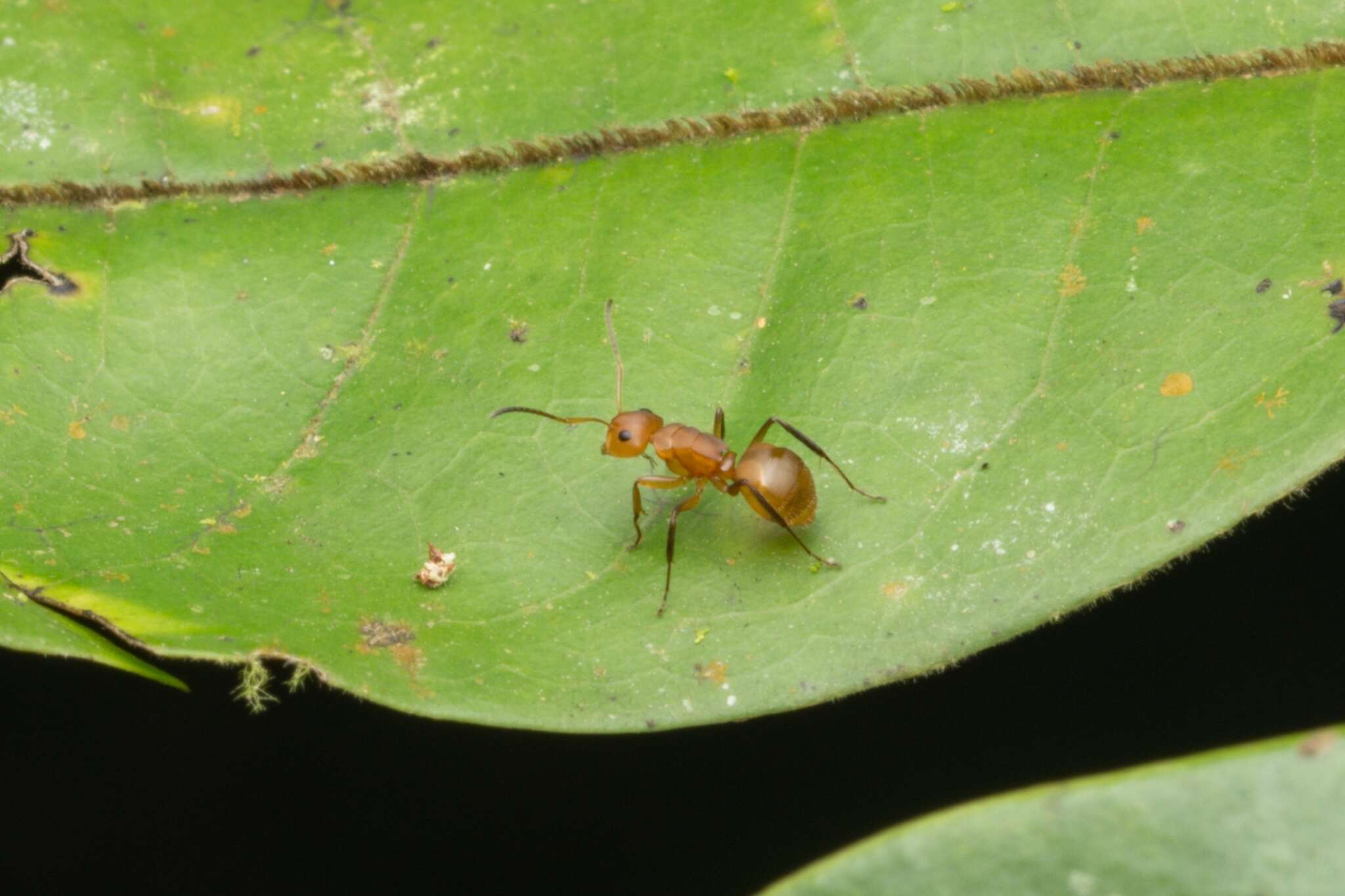 Imagem de Camponotus latangulus Roger 1863