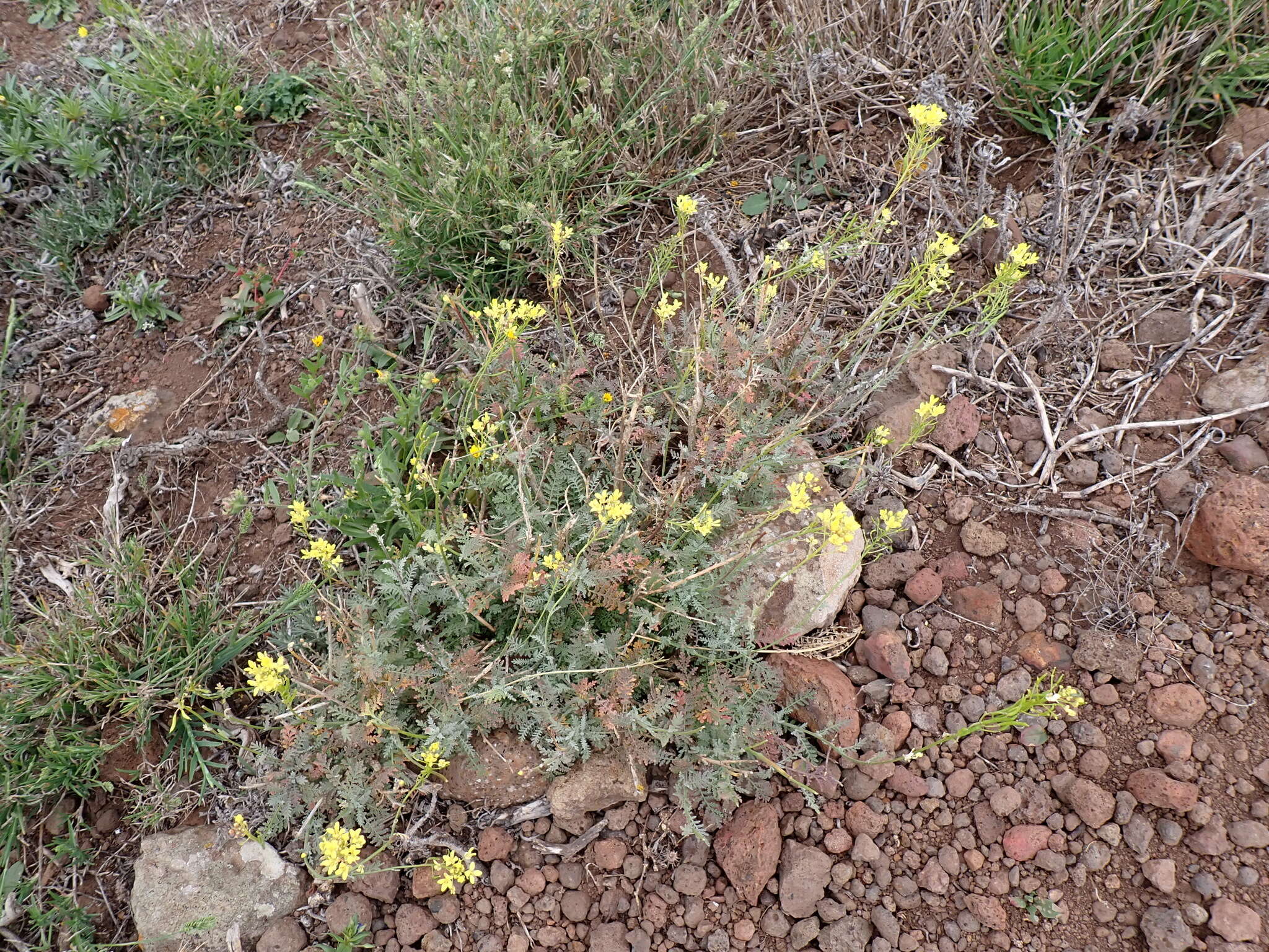 Image of Descurainia millefolia (Jacq.) Webb & Berthel.