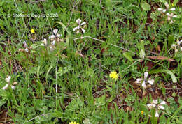 Image of Common Roman Squill