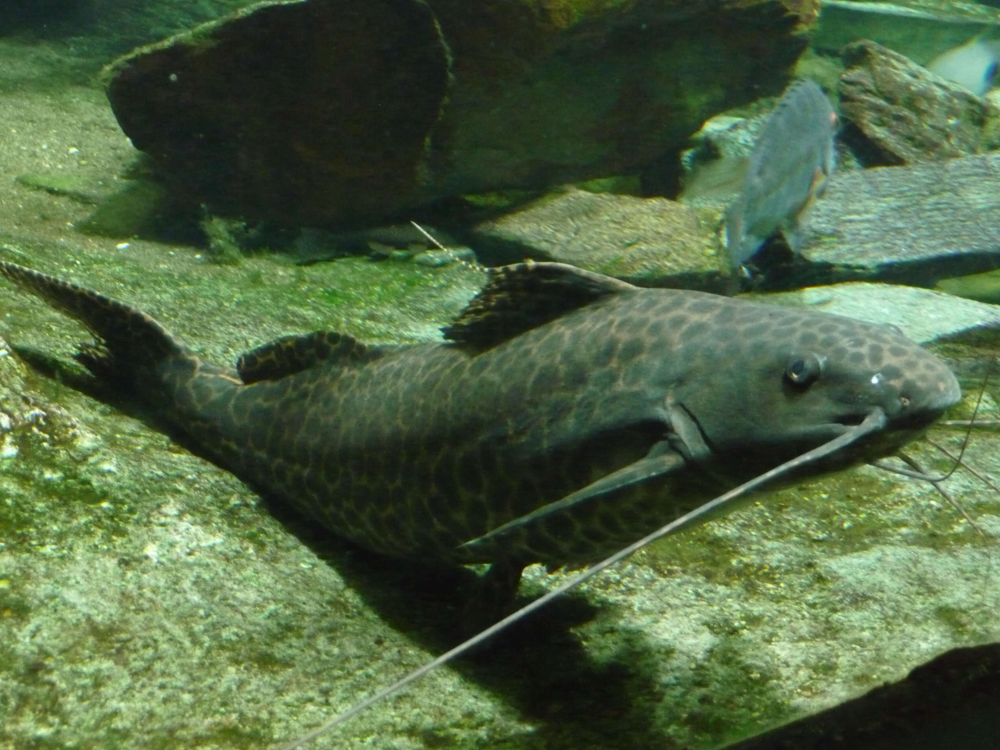 Image of Perrunichthys