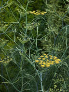 Image of fennel