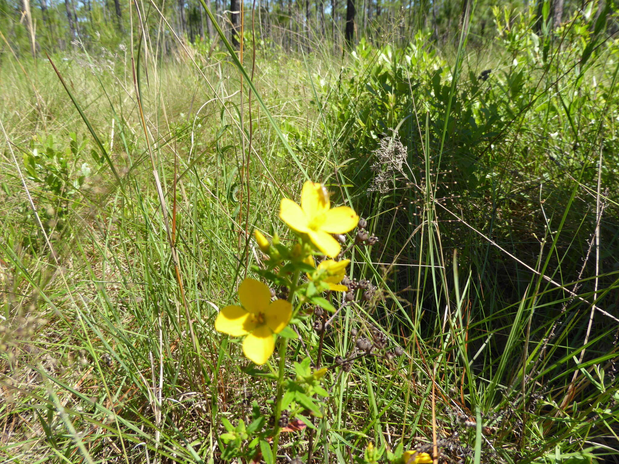 Image of Yellow Meadow-Beauty