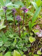 Image of <i>Pedicularis ornithorhynchos</i> Bentham