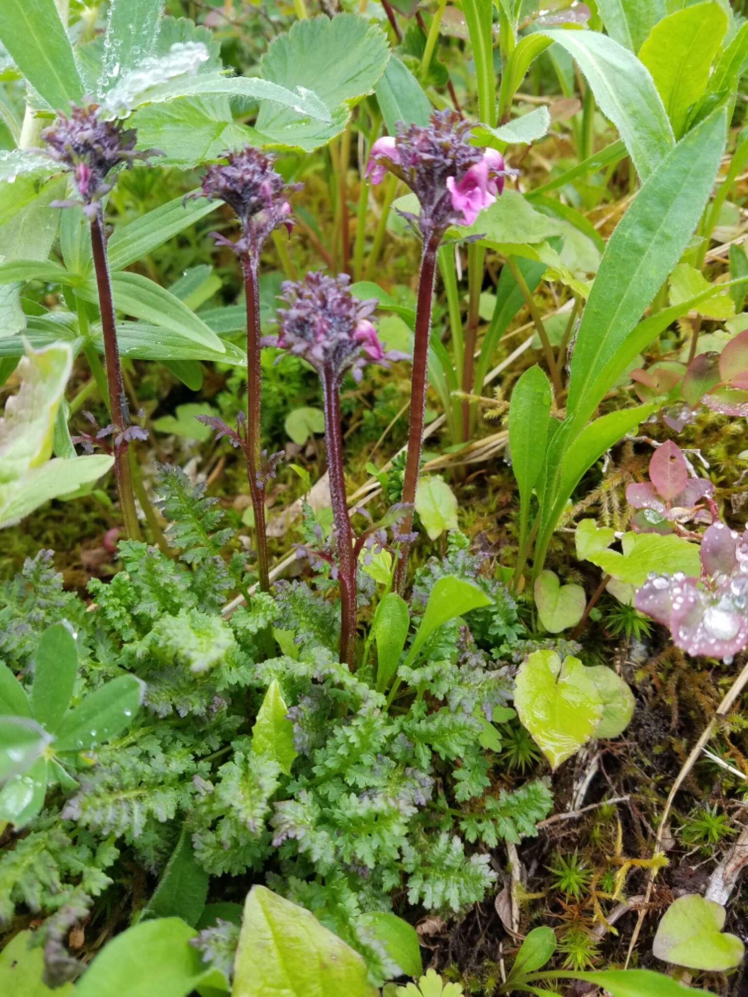 Imagem de <i>Pedicularis ornithorhynchos</i> Bentham