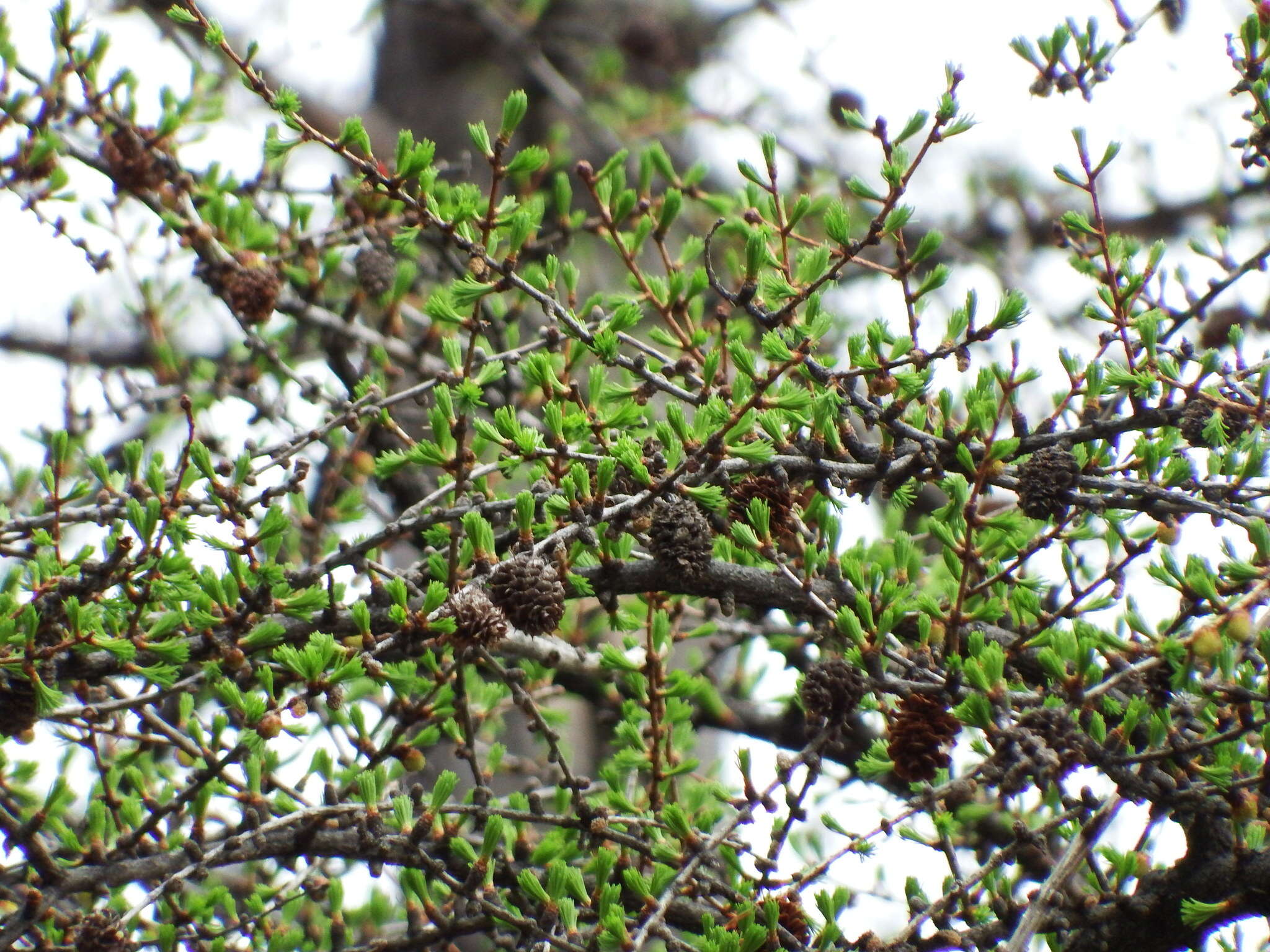 Larix occidentalis Nutt. resmi