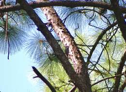 Image of Fulvous-breasted Woodpecker