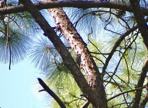 Image of Fulvous-breasted Woodpecker