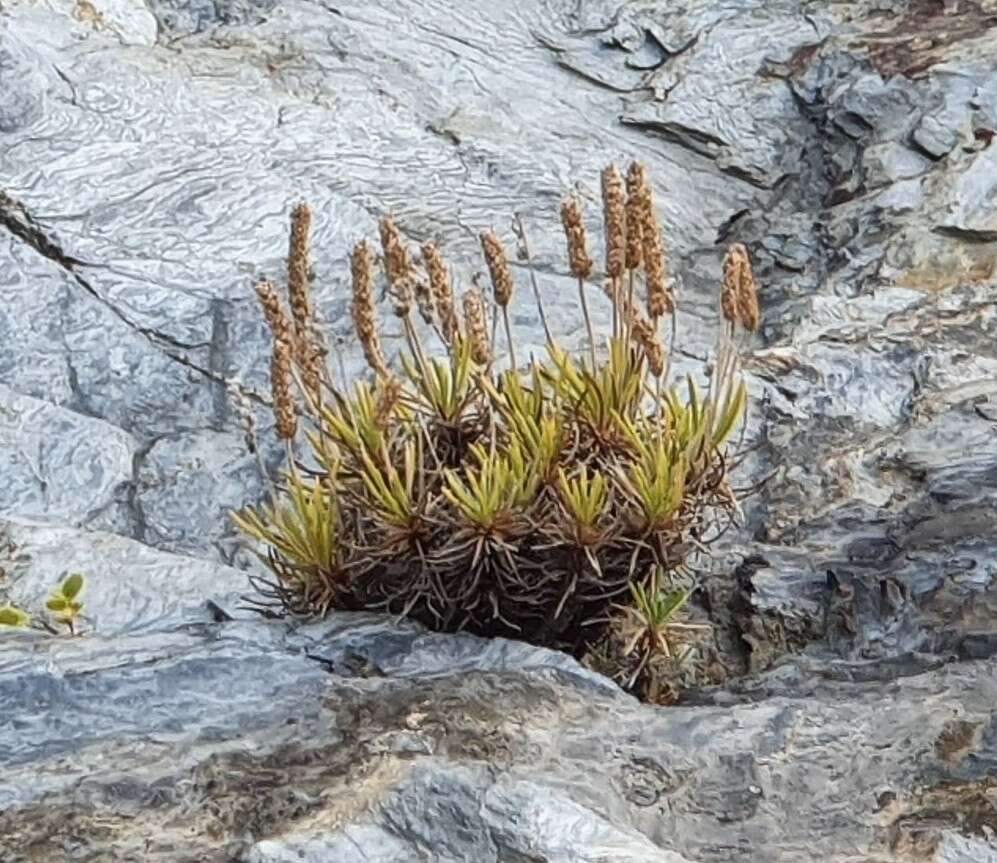 Image of Plantago subulata L.