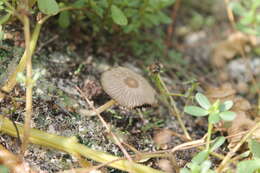 Coprinellus arenicola Wartchow & A. R. Gomes 2014的圖片