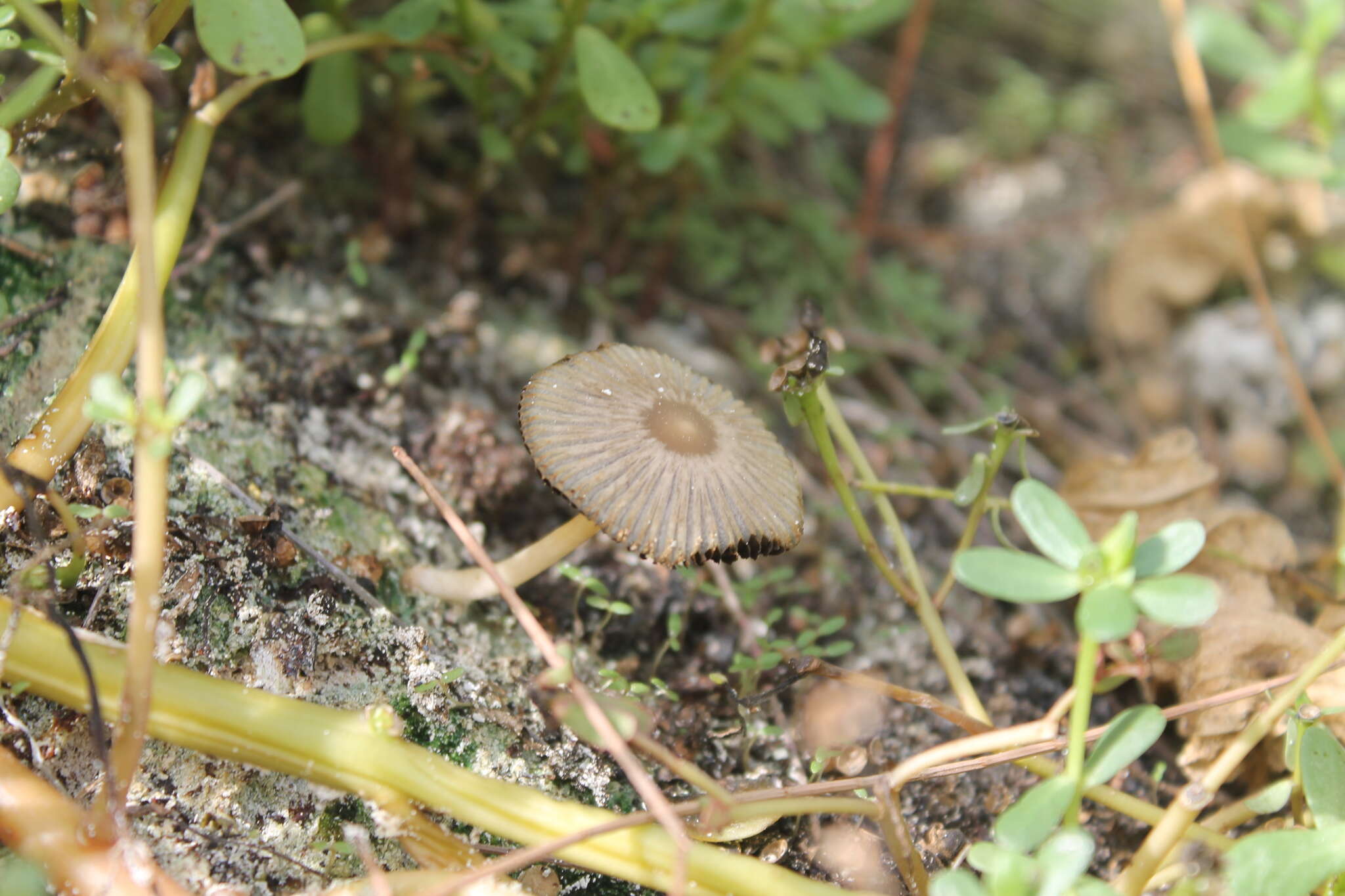 Coprinellus arenicola Wartchow & A. R. Gomes 2014的圖片