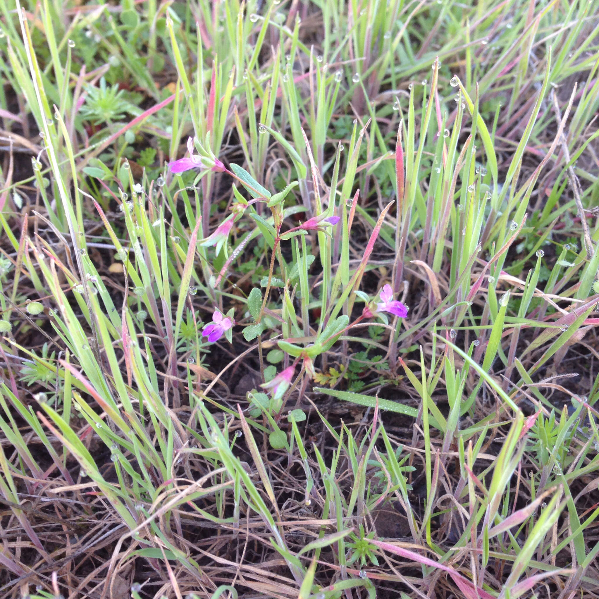 Image de Collinsia sparsiflora var. collina (Jepson) Newsom