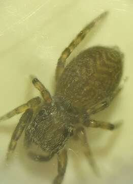 Image of Chinattus parvulus (Banks 1895)