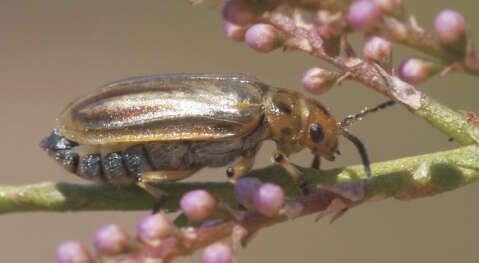 Diorhabda carinulata resmi