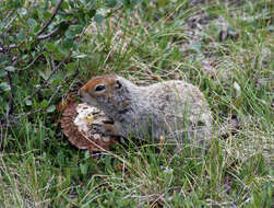 Image of Arctic ground squirrel