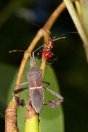 Image de Leptoglossus phyllopus (Linnaeus 1767)