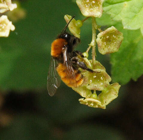 Plancia ëd Andrena fulva (Müller 1766)