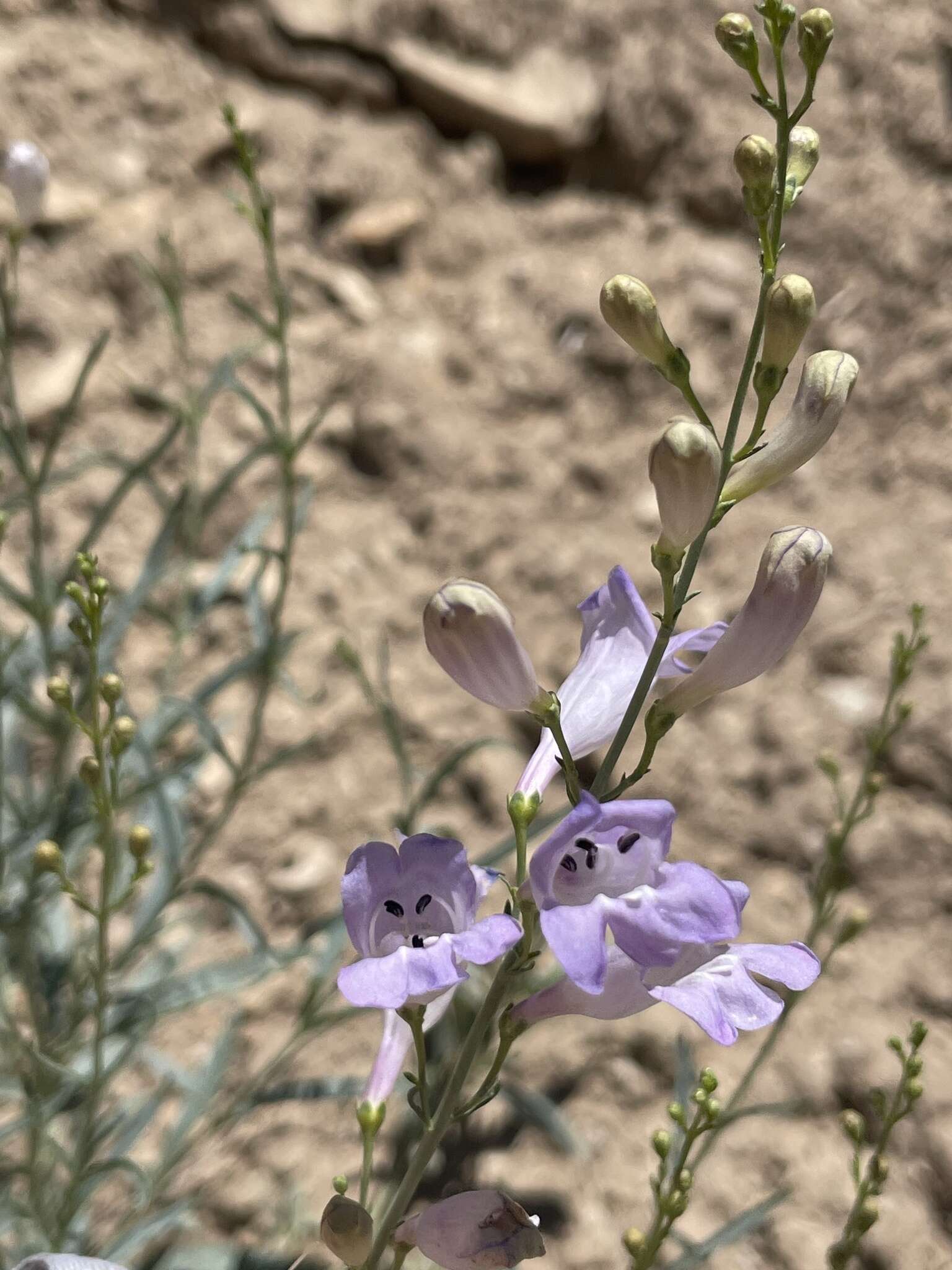 Слика од Penstemon sepalulus A. Nels.