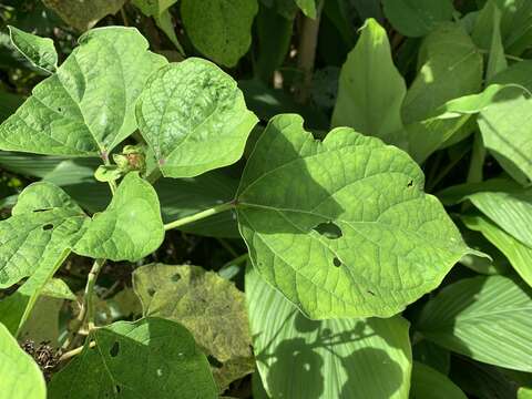 Слика од Clerodendrum chinense (Osbeck) Mabb.