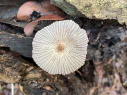 Coprinellus aureogranulatus (Uljé & Aptroot) Redhead, Vilgalys & Moncalvo 2001的圖片