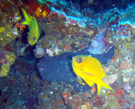 Image de Chromis analis (Cuvier 1830)