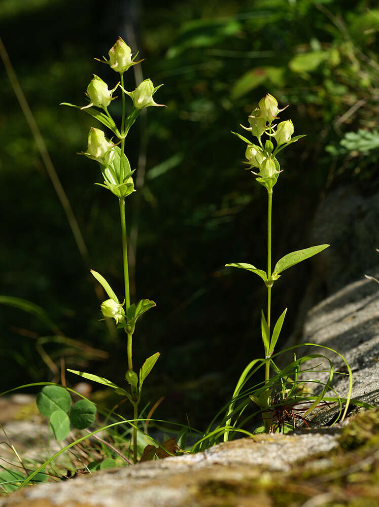 Image of Halenia corniculata (L.) Cornaz