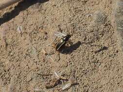 Image of Elongate Flea Beetle