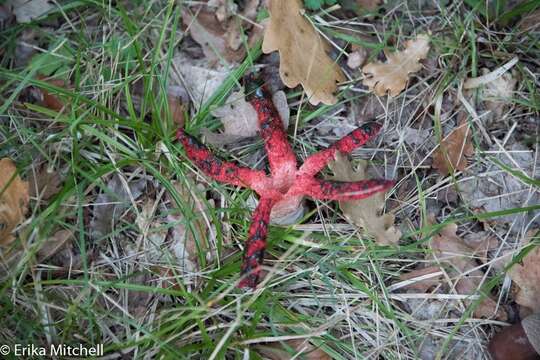 Image of octopus stinkhorn