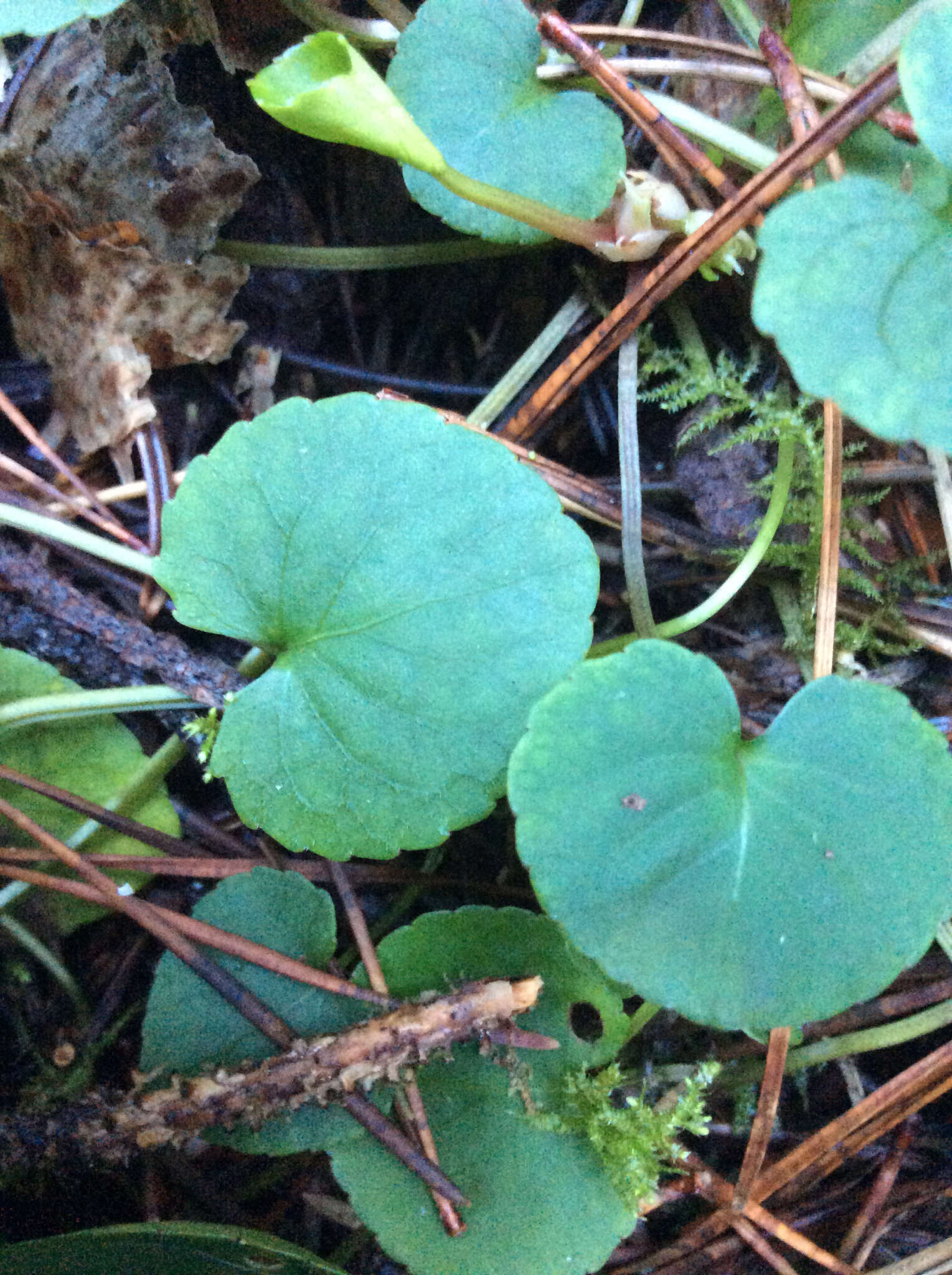 Image of Evergreen Violet