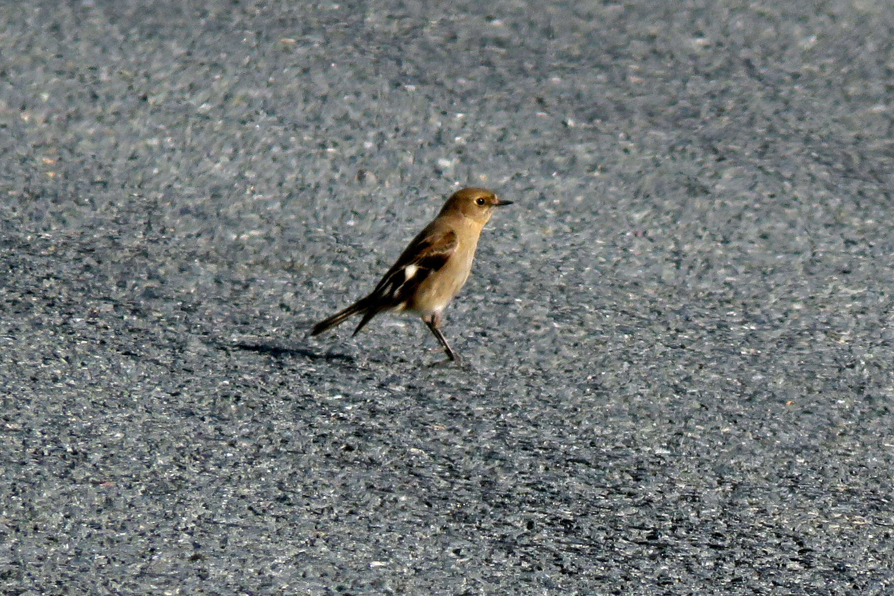 Слика од Petroica phoenicea Gould 1837