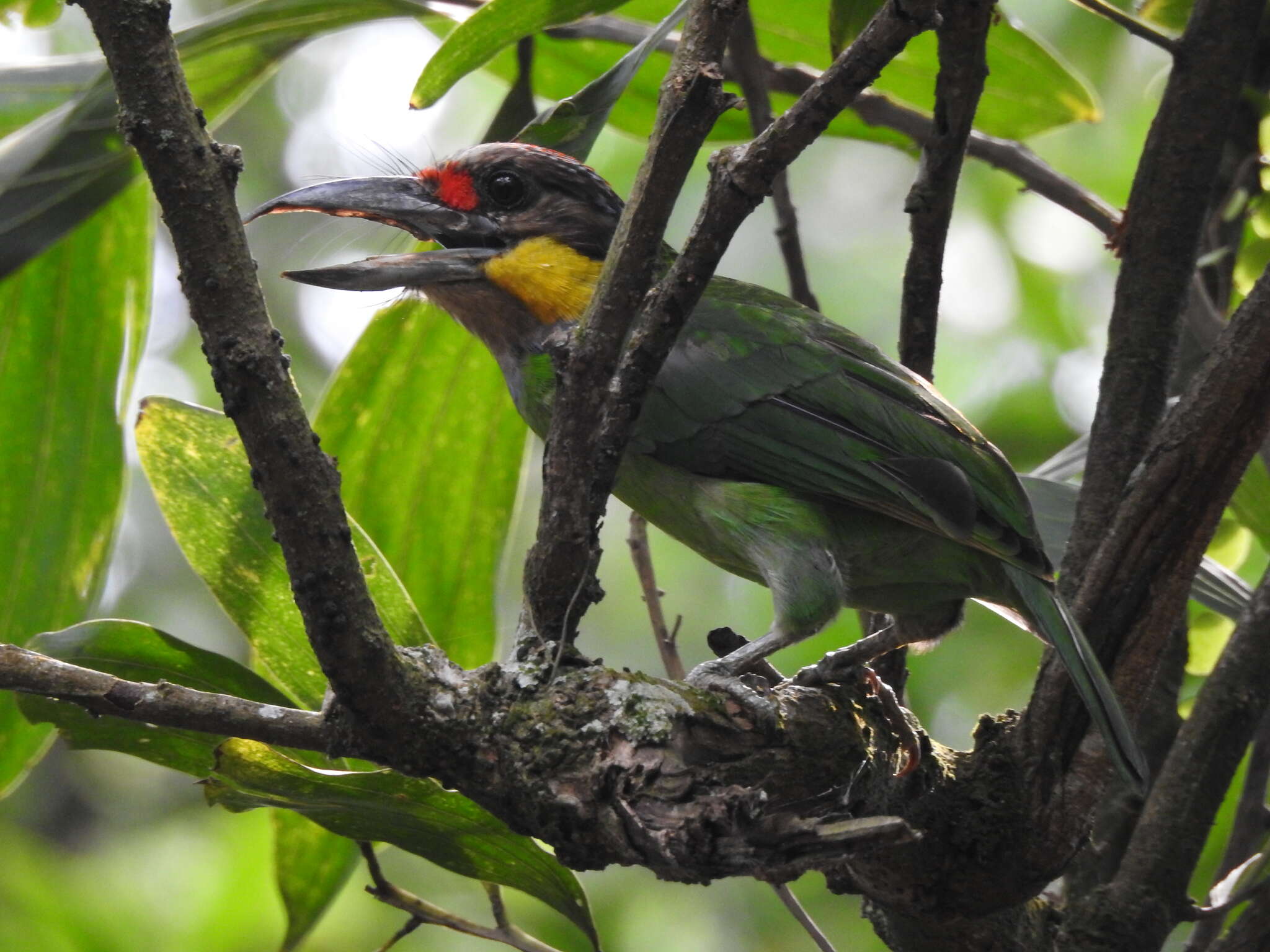 Image of Gold-whiskered Barbet