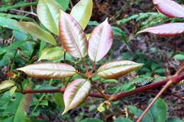 Image of Nothocissus hypoglauca (A. Gray) Latiff