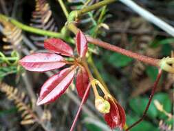 Image of Nothocissus hypoglauca (A. Gray) Latiff