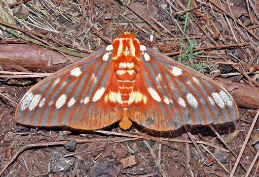 Image of Regal Moth