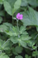 Image of Thunberg's geranium