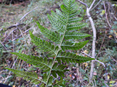 Imagem de Dryopteris pittsfordensis Slosson